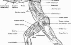 Muscular System Coloring Sheets Anatomy Coloring Book Anatomy
