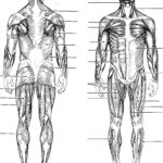 Muscular System Labeling Worksheet