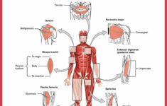 Muscular System Labeling Worksheet