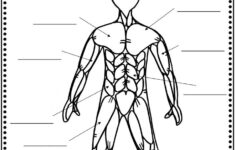 Muscular System Mini unit Including Functions Types Of Muscles And