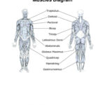 Muscular System Worksheets For Kids Muscle Diagram Blank Human Body