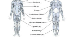 Muscular System Worksheets For Kids Muscle Diagram Blank Human Body