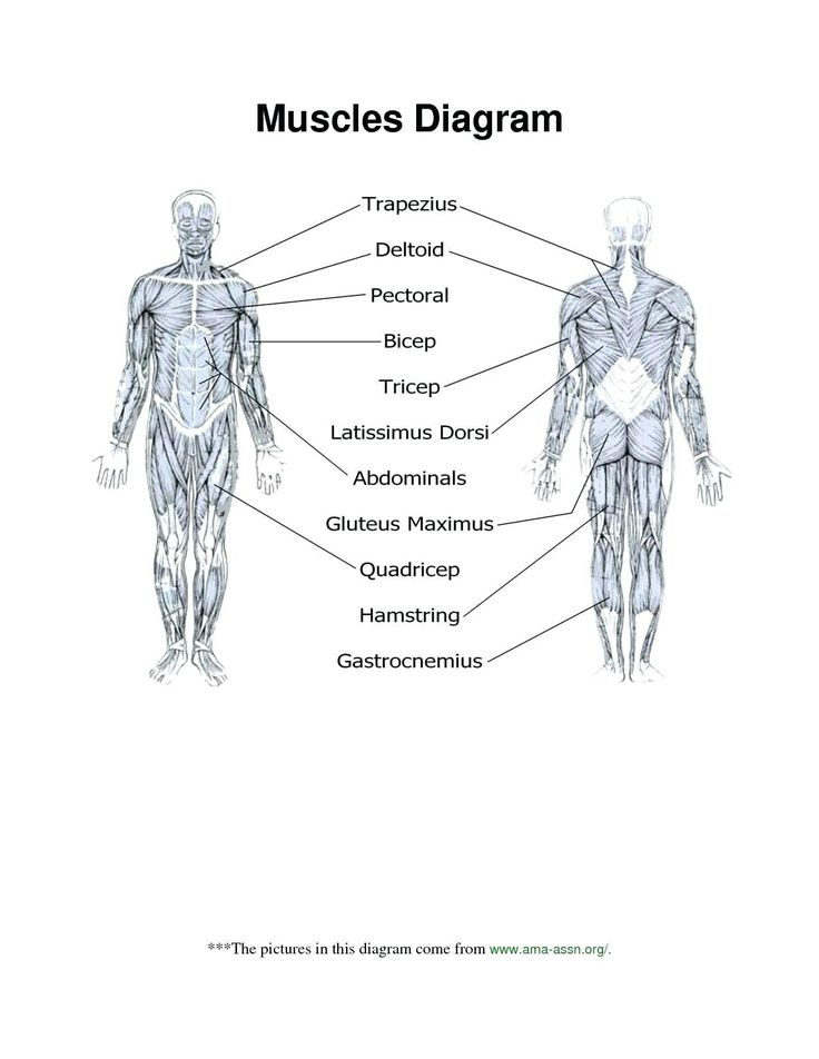 Muscular System Worksheets For Kids Muscle Diagram Blank Human Body 