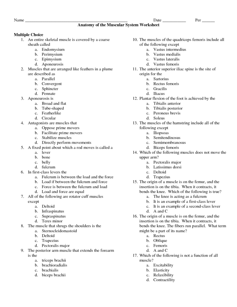 Anatomy And Physiology Muscular System Worksheet Answers | Anatomy ...