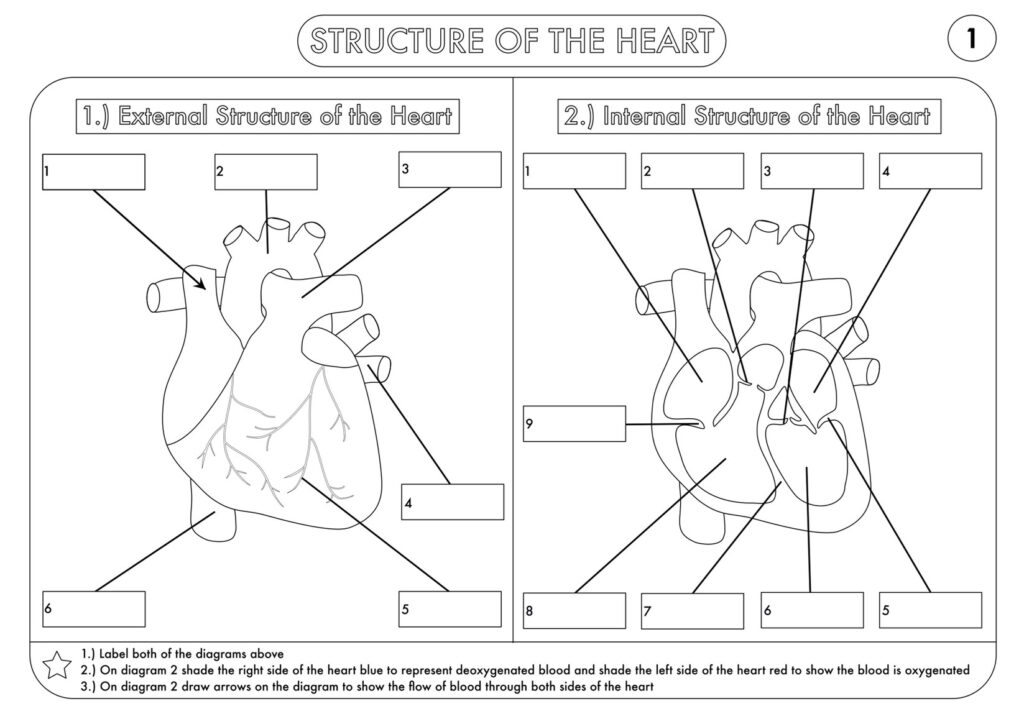 Building The Framework Heart Anatomy Worksheet Answers | Anatomy Worksheets