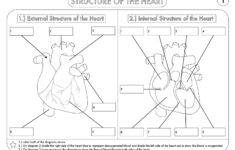 My Biology Resources Teaching Resources TES