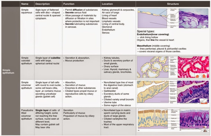 MY NOTES ON JIB 325 HISTOLOGY AND ANATOMY | Anatomy Worksheets