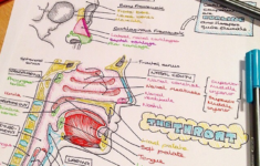 My Notes On The Anatomy On The Nose And Throat Medical School