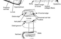 Nail Anatomy Overview Gross Anatomy Nail Growth Nail Growth Gross