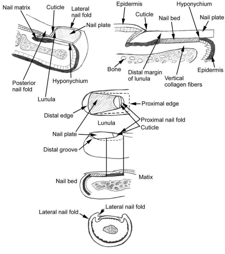 Nail Anatomy Overview Gross Anatomy Nail Growth Nail Growth Gross