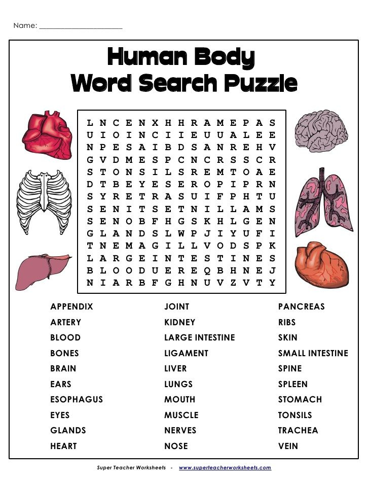 Name Human Body Word Search Puzzl Human 