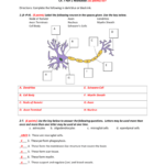 Name Period Anatomy Physiology Ch 7 Part 1 Worksheet 55