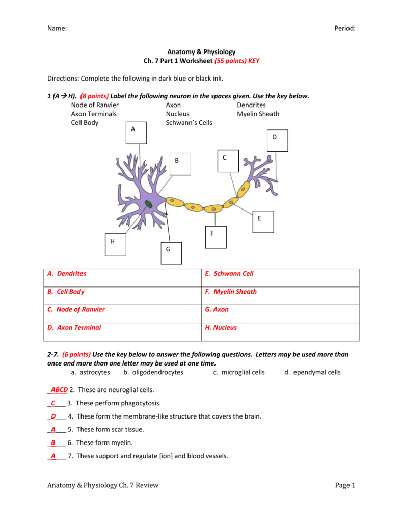 Name Period Anatomy Physiology Ch 7 Part 1 Worksheet 55