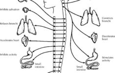 Nervous System Coloring Page Anatomy Coloring Book Color Worksheets