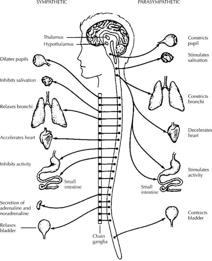 Nervous System Coloring Page Anatomy Coloring Book Color Worksheets Anatomy Worksheets