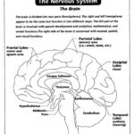 Nervous System The Brain Coloring Page AZ Coloring Pages Nervous