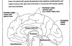 Nervous System The Brain Coloring Page AZ Coloring Pages Nervous