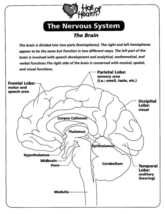 Nervous System The Brain Coloring Page AZ Coloring Pages Nervous 