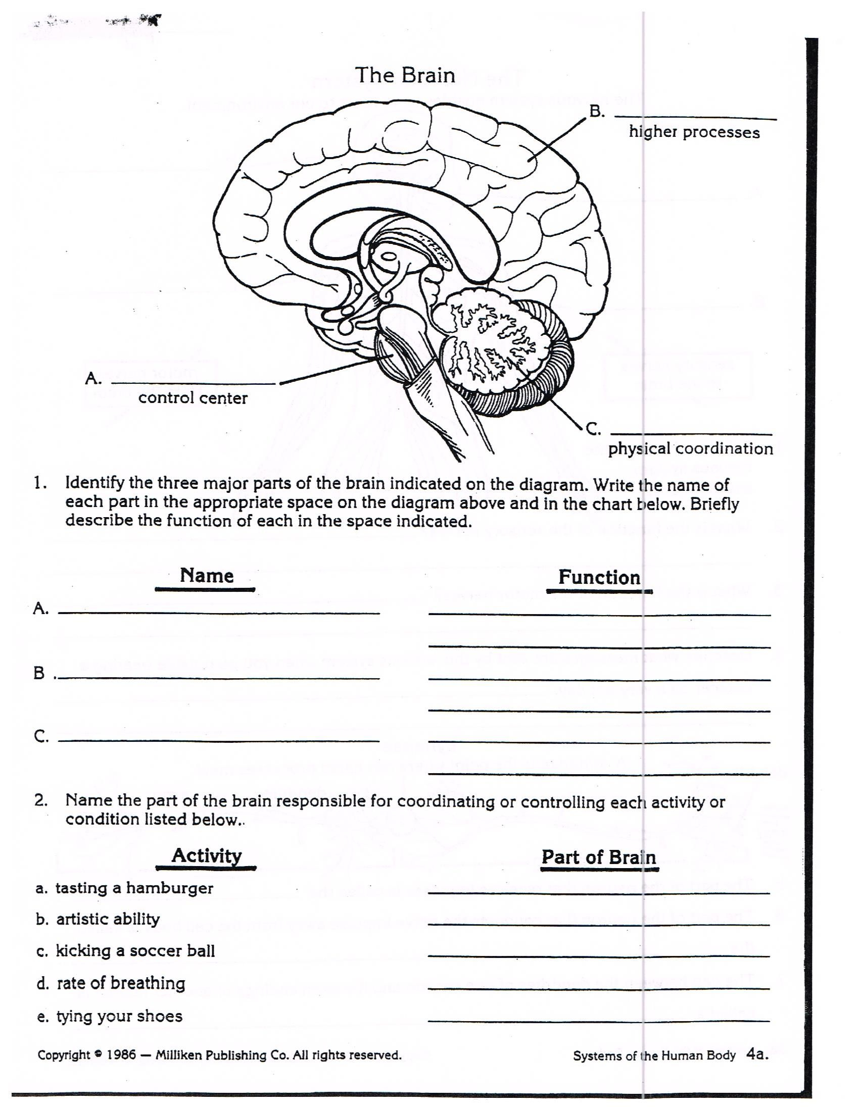 Human Body Systems The Nervous System Worksheet Answers
