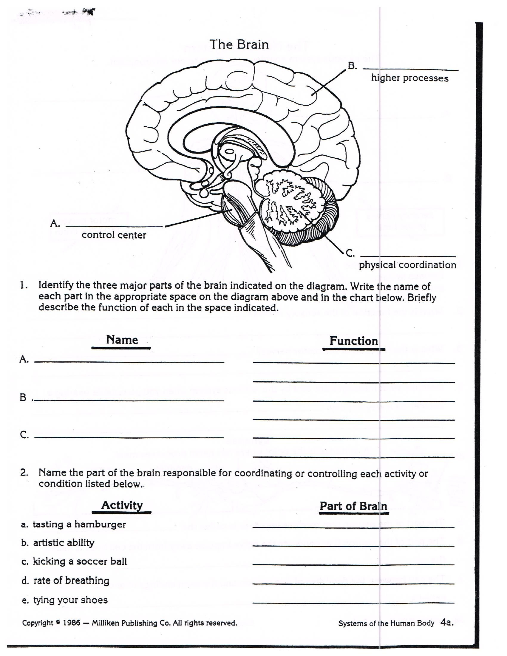 Nervous System Anatomy Worksheet Answers Anatomy Worksheets