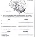 Nervous System Worksheet 3rd Grade Science Worksheets Third Grade