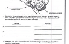 Nervous System Worksheet 3rd Grade Science Worksheets Third Grade