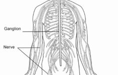 Nervous System Worksheet High School Lovely Nervous System Worksheet