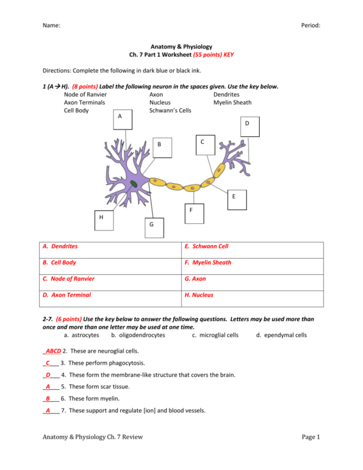 Neuron Anatomy Activity Worksheet Answer Key