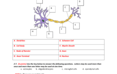 Neuron Anatomy Activity Answers Anatomy Drawing Diagram