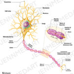 Neuron Anatomy Worksheet 3 In 1 Set A Labeled Coloring Page