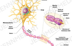 Neuron Anatomy Worksheet 3 in 1 Set A Labeled Coloring Page