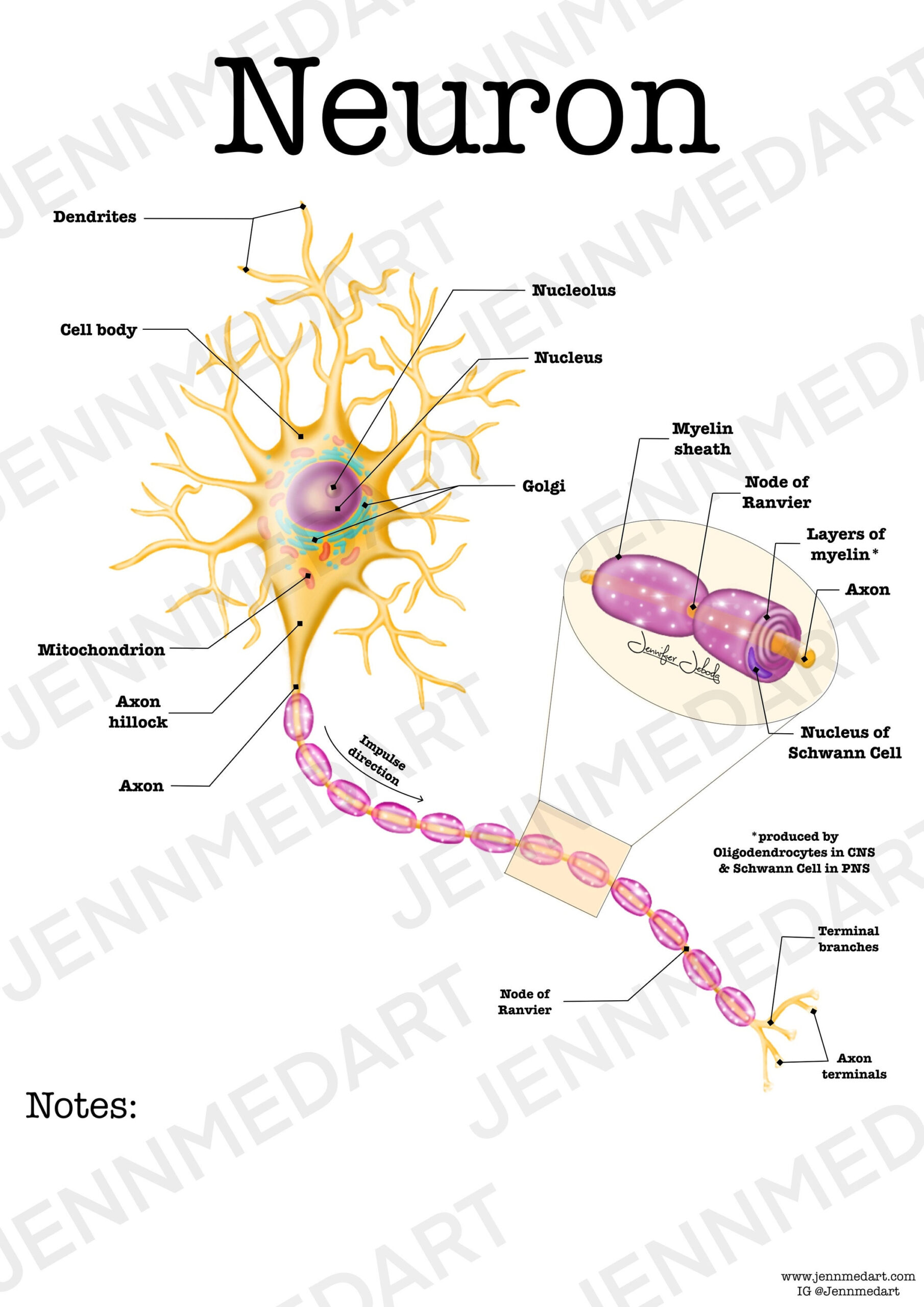Neuron Anatomy Worksheet 3 in 1 Set A Labeled Coloring Page