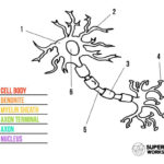 Neuron Cell Worksheets Superstar Worksheets