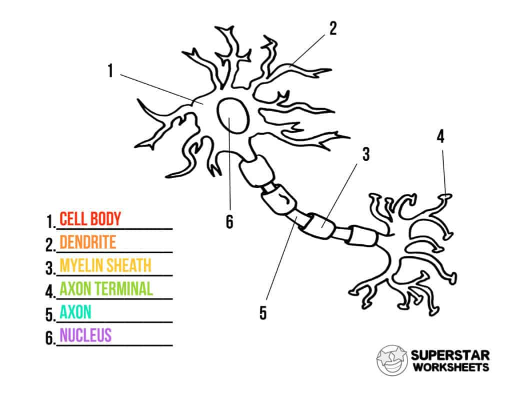 Neuron Cell Worksheets Superstar Worksheets
