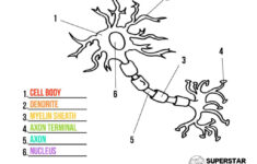 Neuron Cell Worksheets Superstar Worksheets