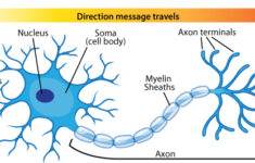 Neuron Diagram Types Ask A Biologist