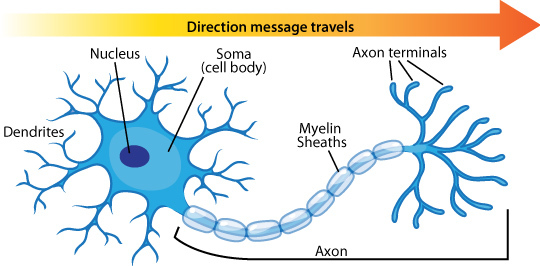 Neuron Diagram Types Ask A Biologist