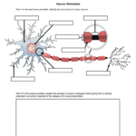 Neuron Worksheet Psych 630 Fill Online Printable Fillable Blank