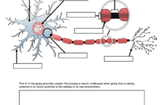 Neuron Worksheet Psych 630 Fill Online Printable Fillable Blank