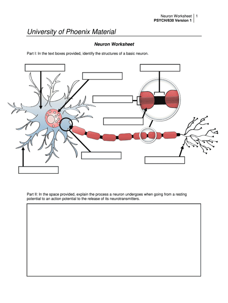 The Anatomy Of The Neuron Worksheet
