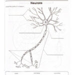 Neurons Interactive Worksheet