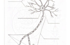 Neurons Interactive Worksheet