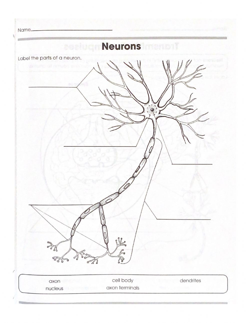 Neurons Interactive Worksheet