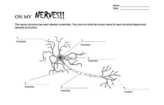 Neurons On Day Two Skyview NW NOGGIN Neuroscience Outreach Group