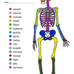 New Skeletal System Coloring Book Skeleton Drawings Printable
