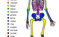 New Skeletal System Coloring Book Skeleton Drawings Printable