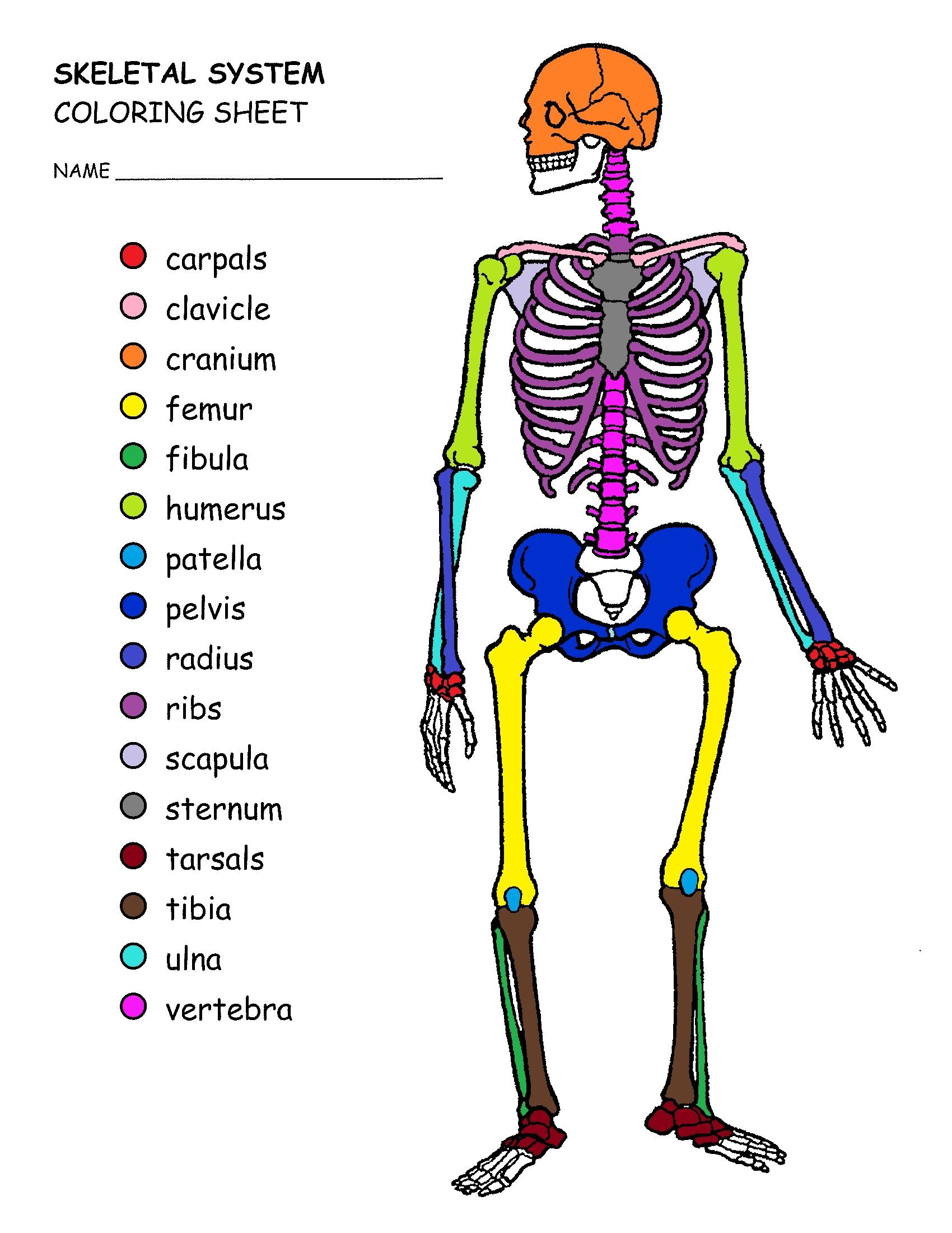 New Skeletal System Coloring Book Skeleton Drawings Printable 