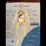 New Update To DAQRI S Anatomy 4D App The Human Body YouTube
