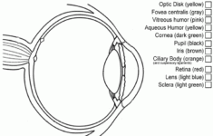 Nichol Sybil HS Biology II Human Body Homeschool Human Body Unit