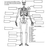NO LINK Human Skeleton Elementary Worksheet Human Body Unit Human
